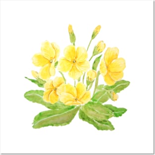 yellow Primula flowers  watercolor painting Posters and Art